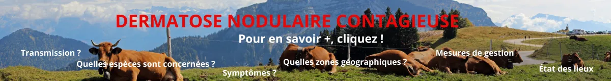 dermatose nodulaire contagieuse 